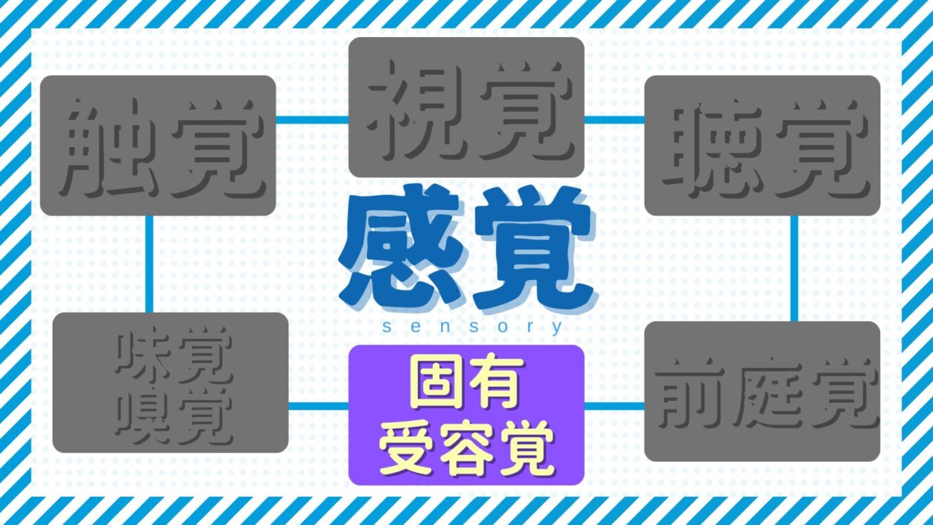 【感覚統合療法の基礎】 『固有受容覚』って何？役割と支援での活用を解説！｜療育の引き出し
